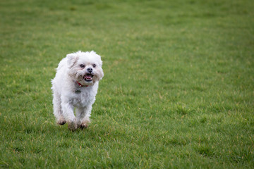 Dog Running and Playing