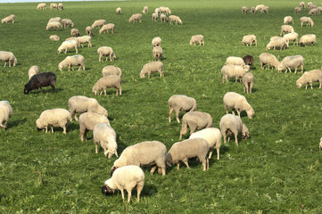 Obraz premium Schafherde, Schaf, Ovis