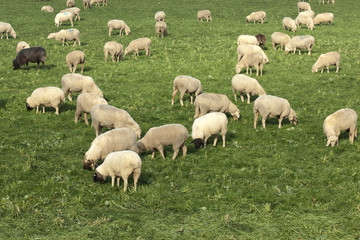 Schafherde, Schaf, Ovis