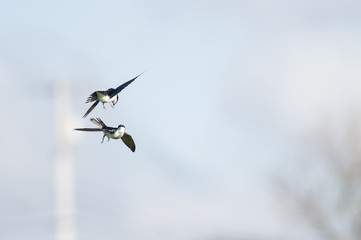 Pair of Tree Swallows