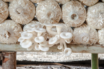 mushroom nearly picking in farm