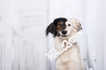 Lustiger, süßer Hund mit schwarz-weissen Gesicht mit einem "frohe Ostern" Schild