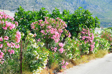 Bush with bright purple wild flowers.