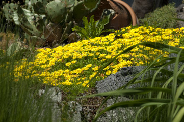 Steingarten, blumen