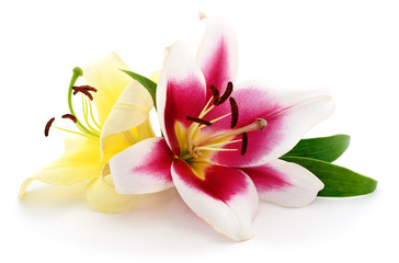 Pink and yellow lilies.