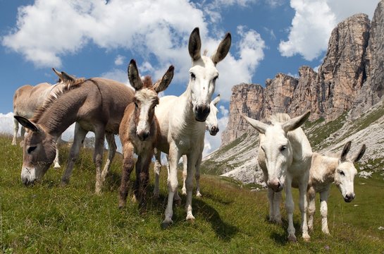 Group of Donkey - Equus africanus asinus