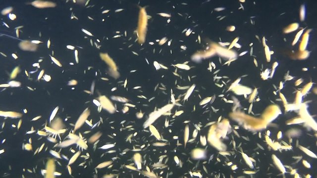 A large number of Baltic Isopod swim in the water column.

