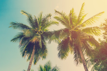 Fototapeta na wymiar Coconut palm tree with vintage effect.
