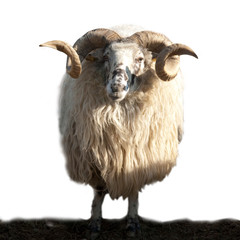 Walachenschafe,  Ovis ammon f. aries, Zackelschaf