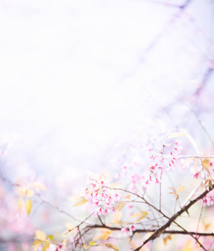 abstract sakura blossom, Soft focus,Background with pink color f