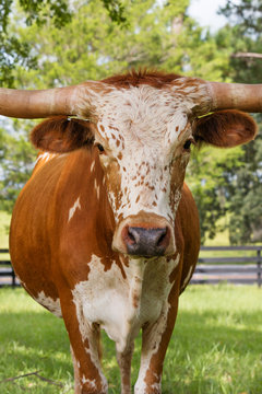 White and brown miniature Texas longhorn in grass field with fence starting looking curious