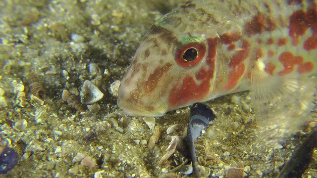 Portrait of sea fish Red mullet, which puts tendrils and leaves frame, close-up.

