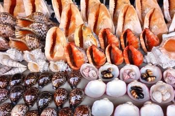 Cowry and other Indian Ocean shells in Zanzibar