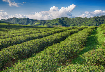 Fototapeta na wymiar Tea plantation valley at blue cloudy sky in Mae Salong, Thailand.