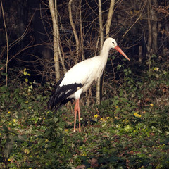 Storch, Weissstorch, Ciconia