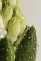 Blooming white hyacinth flower close-up with water drops.
Macro shot from the well known spring flower the Hyacinth. The flower is just started blooming,
it has white to green gradient petals.
