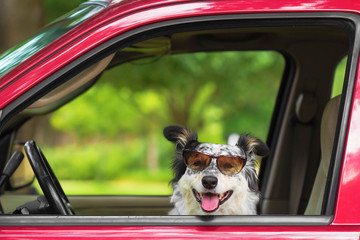 Border Collie Australian Shepherd mix dog canine in car driver seat with sunglasses looking happy hot excited ready cute adorable adventurous - 104081817