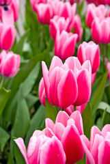 beautiful tulips in the garden closeup