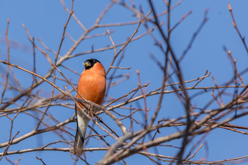Bullfinch on a tree branch in the sunny weather.