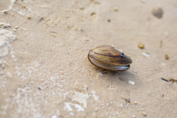 seashell on the sand