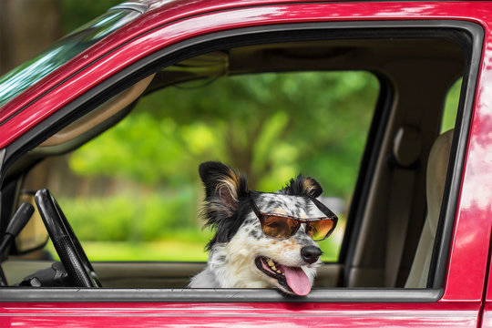 Border Collie Australian Shepherd Mix Dog Canine In Car Driver Seat With Sunglasses Looking Happy Hot Excited Ready Cute Adorable Adventurous