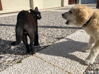 Kedi ve köpek