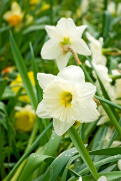 image of narcissus in the garden closeup