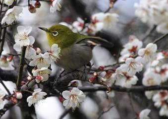 梅の花とメジロ