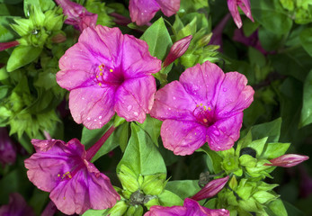 Wunderblume, Mirabilis jalapa