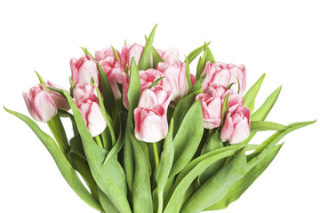Tulips bouquet closeup isolated