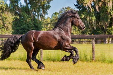 Brown black frisian / friesian horse galloping cantering running slowly in a field meadow paddock...