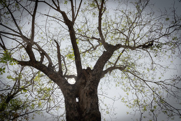Details of tree branches and leaves.