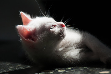 Really small and cute white kitten lying on the floor, lit by a ray of light, horizontal frame.