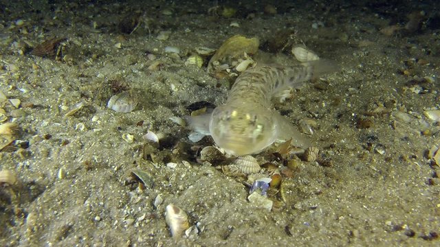 Sand goby buries itself in the sand, medium shot.
