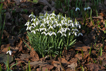 Snowdrops (Galanthus) growing through golden leaves