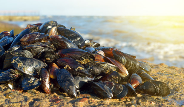 Mussel on the beach