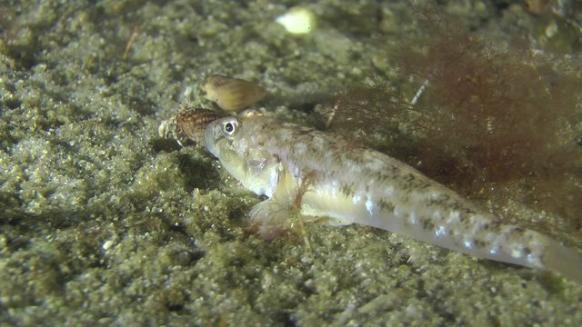 Sand goby quickly burrows into the sand, medium shot.
