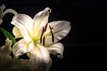 Lily, close-up, macro.