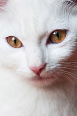 Portrait of a beautiful white fur cat with golden brown fair eyes