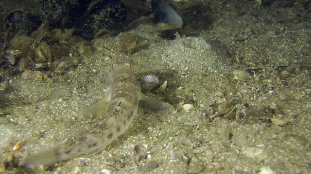 Monkey goby buries itself in the sand rising from the bottom of a cloud of dregs, medium shot.
