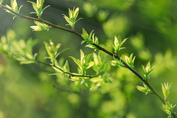 Spring leaves