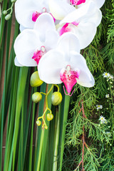The plastic orchid with green background