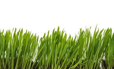 green grass isolated