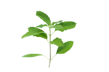 Holy basil