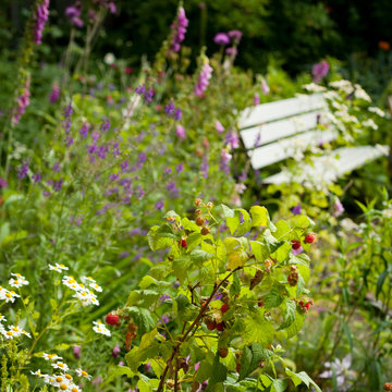 raspberry wild garden