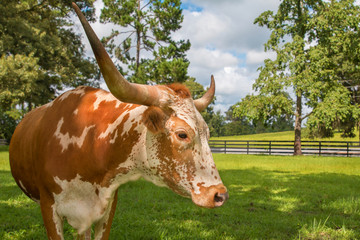 Brown and white miniature Texas longhorn cow bovine head and horns in field pasture paddock meadow...