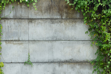 concrete block with wild plant