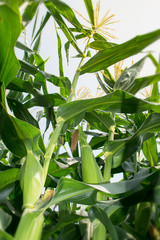 Corn tree is corn with green Corn Cob and blooming