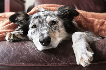 Border collie Australian shepherd dog on brown leather couch under blanket looking sad lonely bored hopeful sick curious relaxed comfortable - 104086010