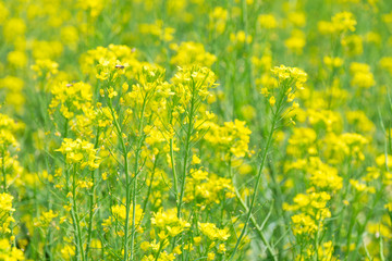 Close up Flowering Cabbage or Flowering White Cabbage